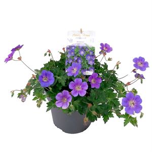 Afbeelding van VP Geranium P19 Rosanna